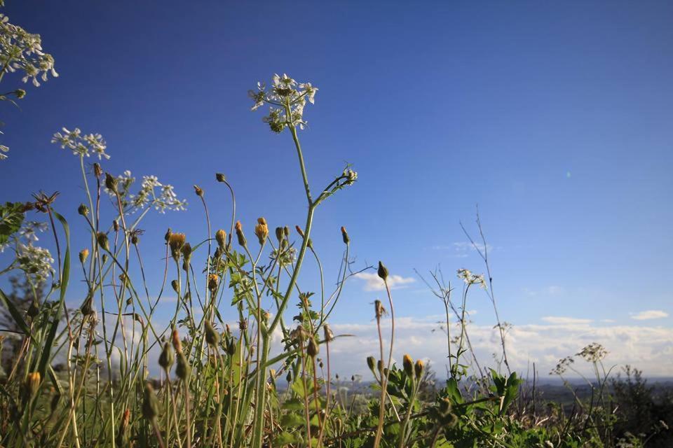Agriturismo Il Piastrino Vinci Exterior foto